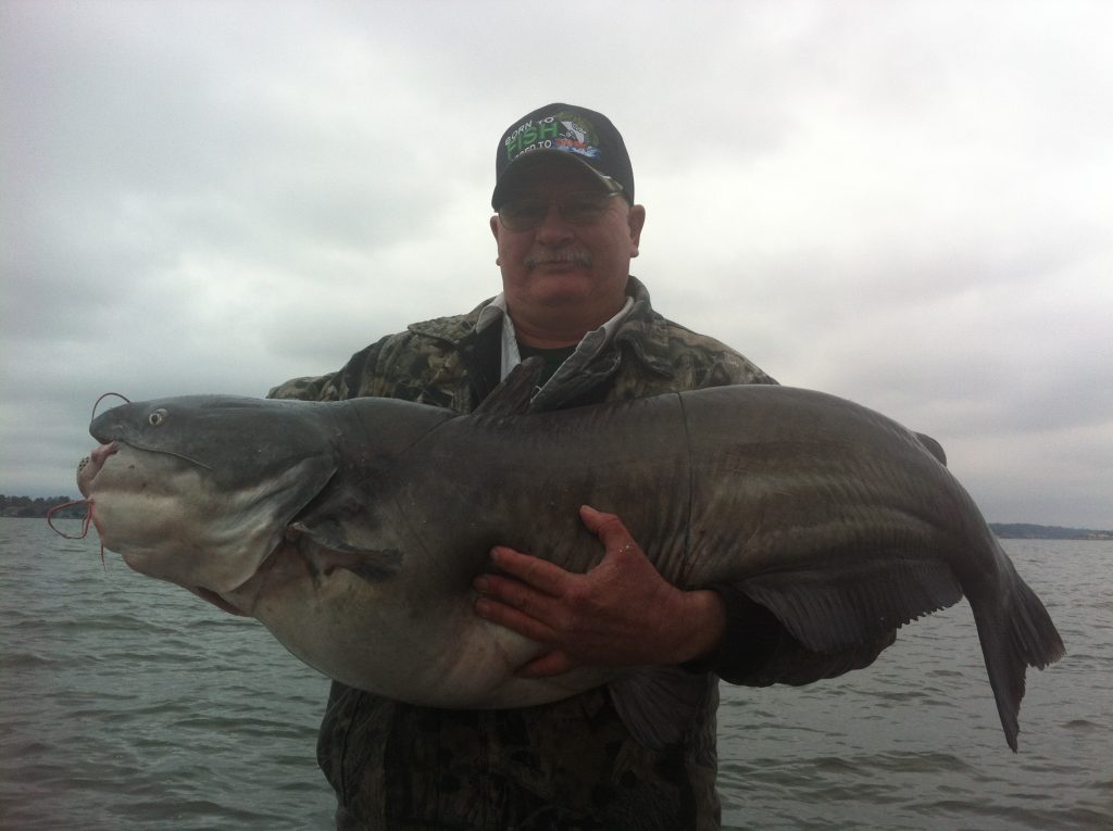 Monster Catfish - Lake Conroe Texas